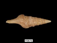 藏品(低斜捲管螺)的圖片